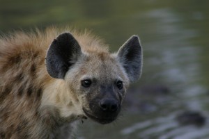 Hyena by Morné Fouché