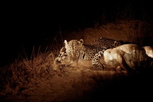 Shadow with her kill - Dawie Jacobs