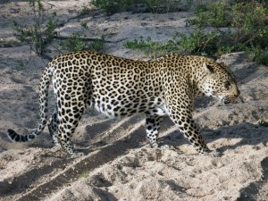Lamula the male leopard - Morné Fouché