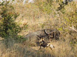 African wild dog and buffalo - Louis Liversage