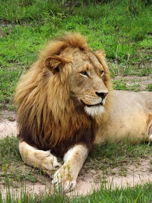 Nkuhuma male lion by Louis Liversage