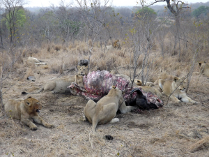 Breakaway pride with a buffalo kill - Morné Fouché