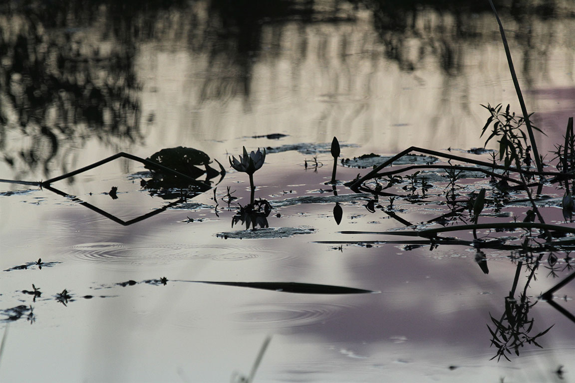 Waterlilies in the dusk by Martin Waterlilies in the dusk by Martin