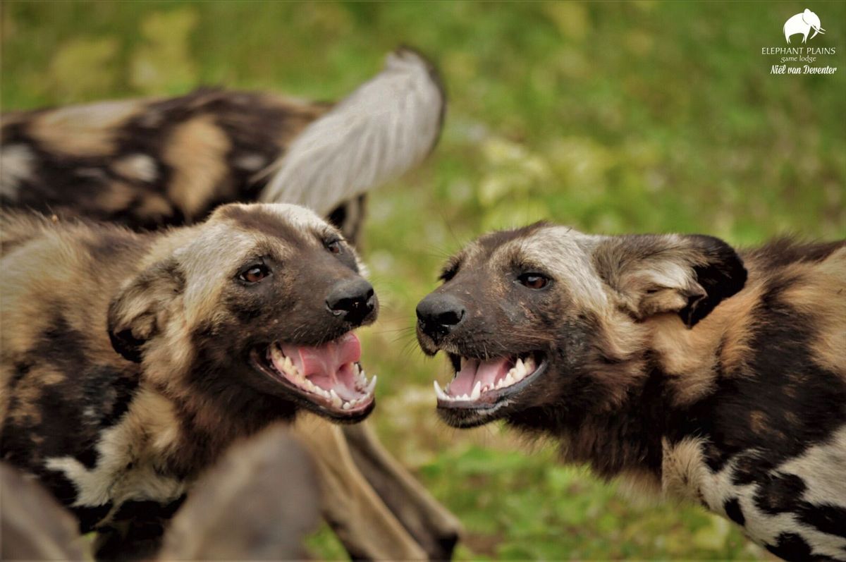 African Wild dogs African Wild dogs