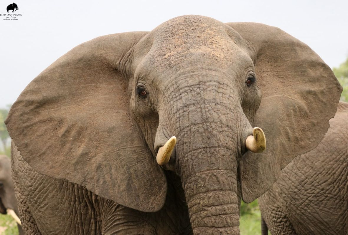 Elephant Elephant