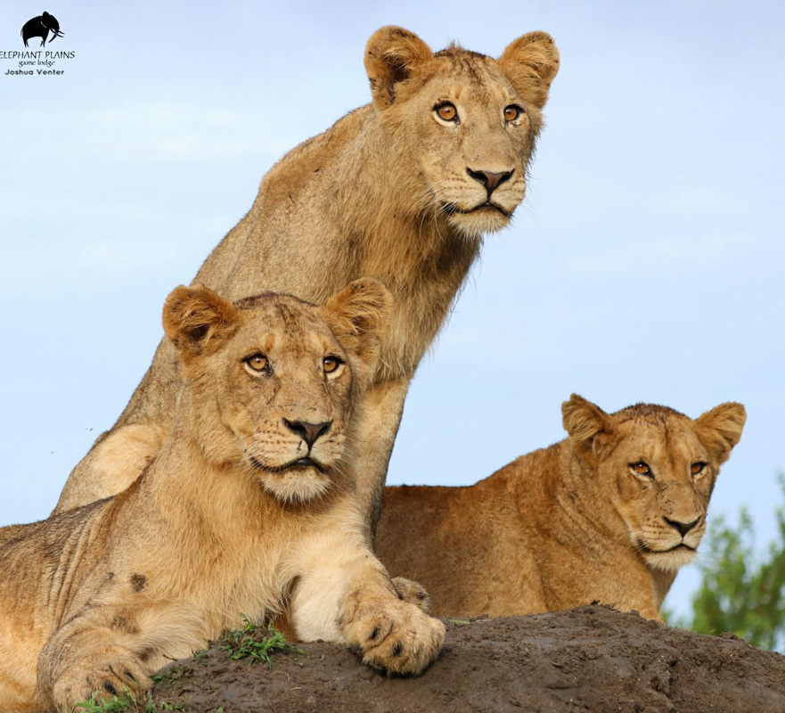Nkuhuma lion cubs Nkuhuma lion cubs