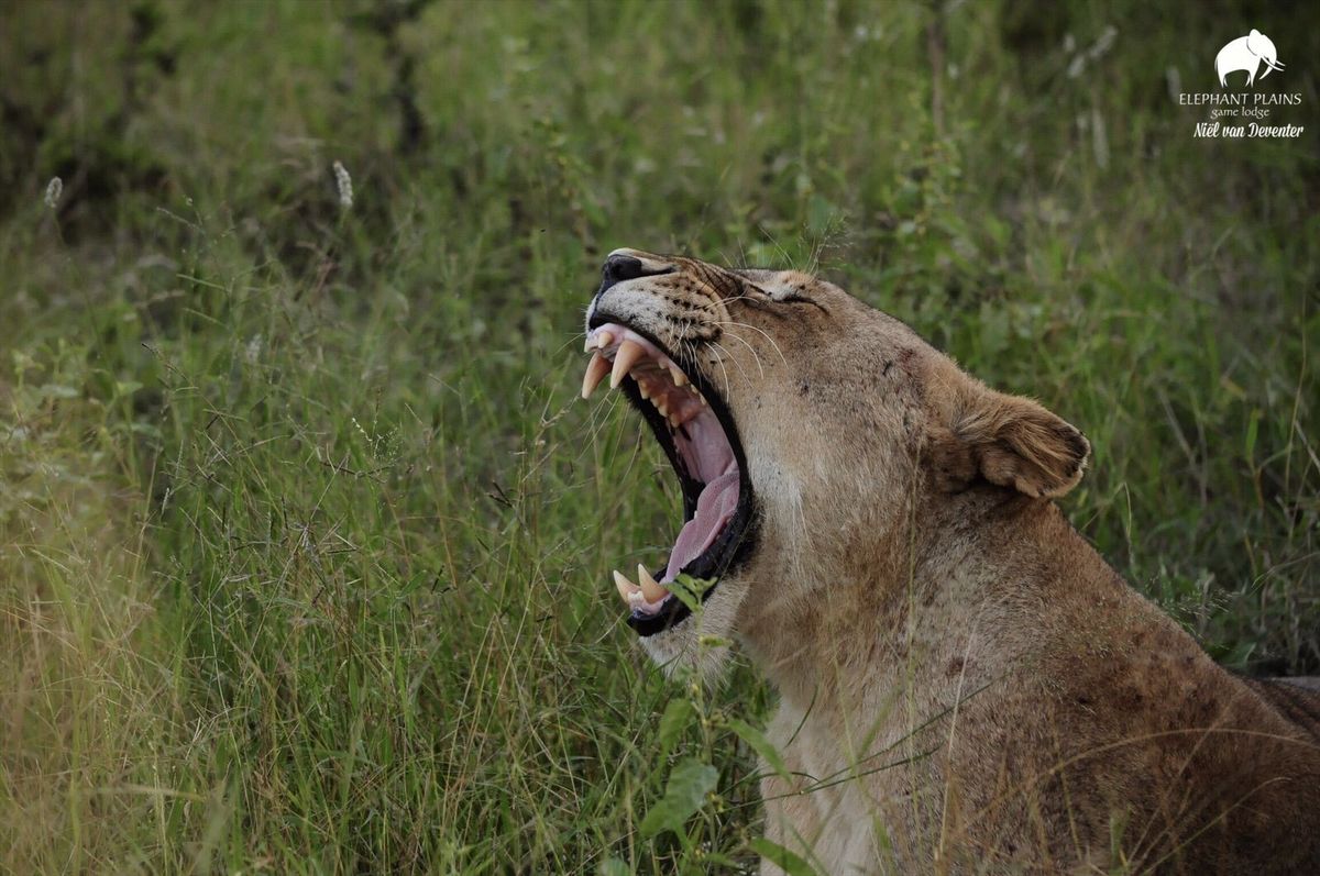 Nkuhuma lioness Nkuhuma lioness