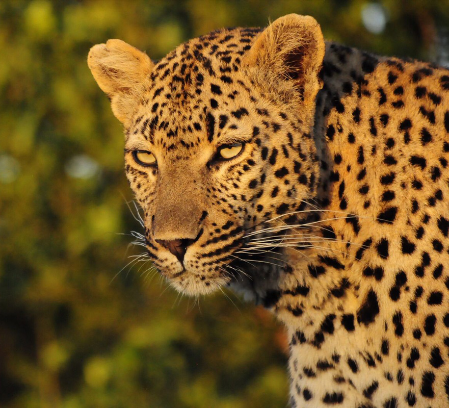 Xidulu, the female leopard_edit Xidulu, the female leopard_edit
