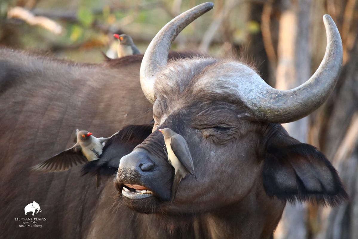 Buffalo by Ruan Momberg Buffalo by Ruan Momberg