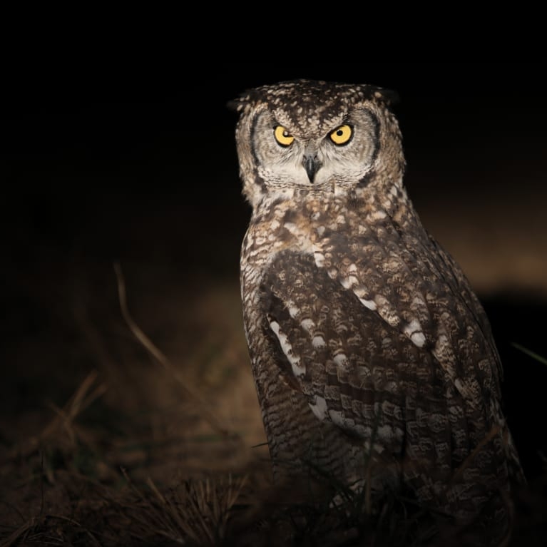 Eagle owl by Ruan Momberg Eagle owl by Ruan Momberg