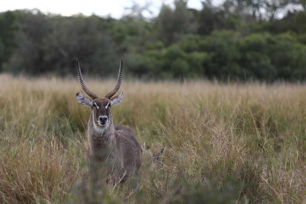 Male Waterbuck by Ruan Momberg Male Waterbuck by Ruan Momberg
