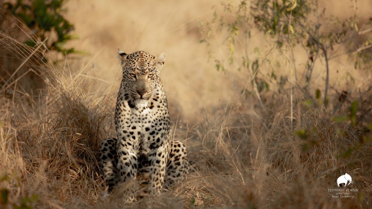 Tiyani, female leopard staring by Ruan Momberg Tiyani, female leopard staring by Ruan Momberg