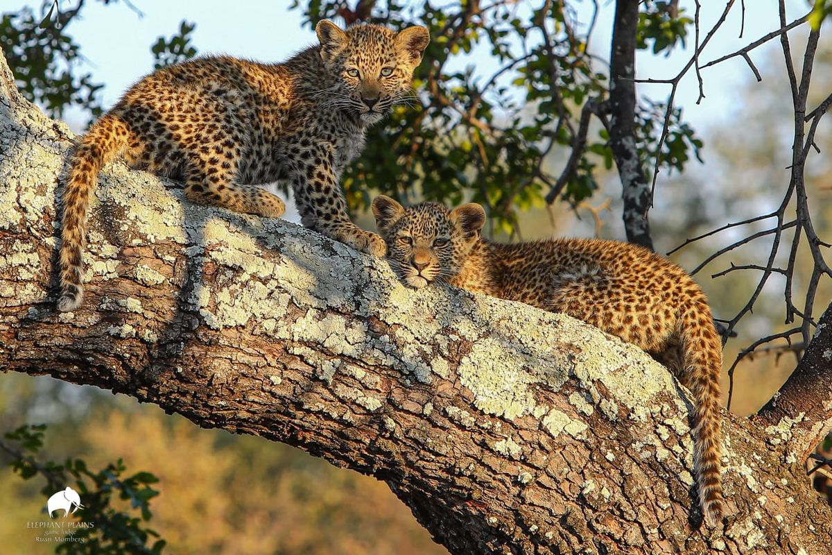 Tiyani's two female leopard cubs by Ruan Momberg Tiyani's two female leopard cubs by Ruan Momberg