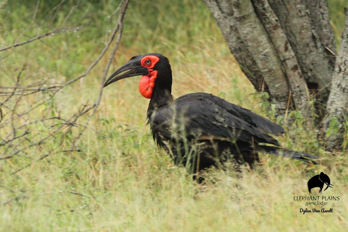 Ground hornbill Ground hornbill