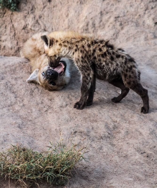 Hyena and cub Hyena and cub