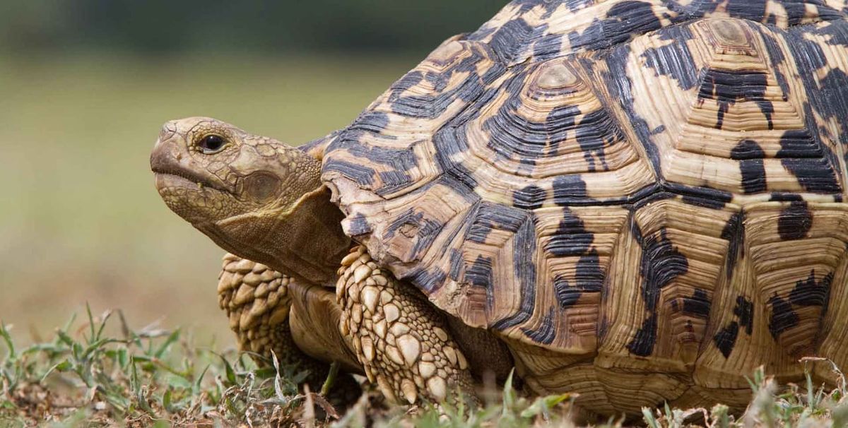 Leopard tortoise Leopard tortoise